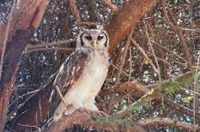Kreischeule im Samburu NP
